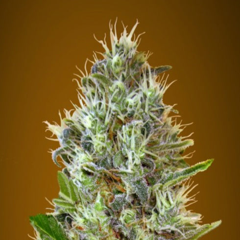 Advanced Seeds - Somango Auto